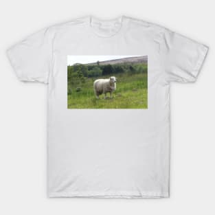 Sheep T-Shirt